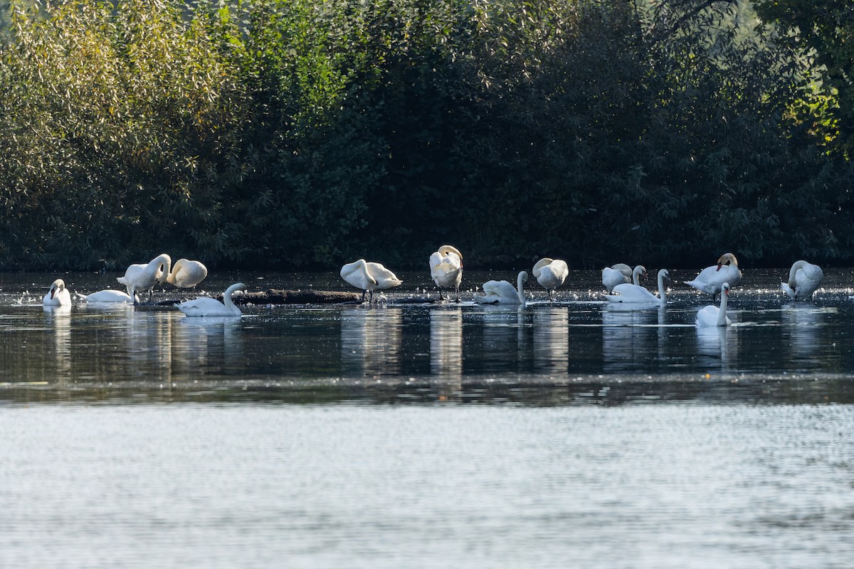 Cygne tuberculé - ML637689103