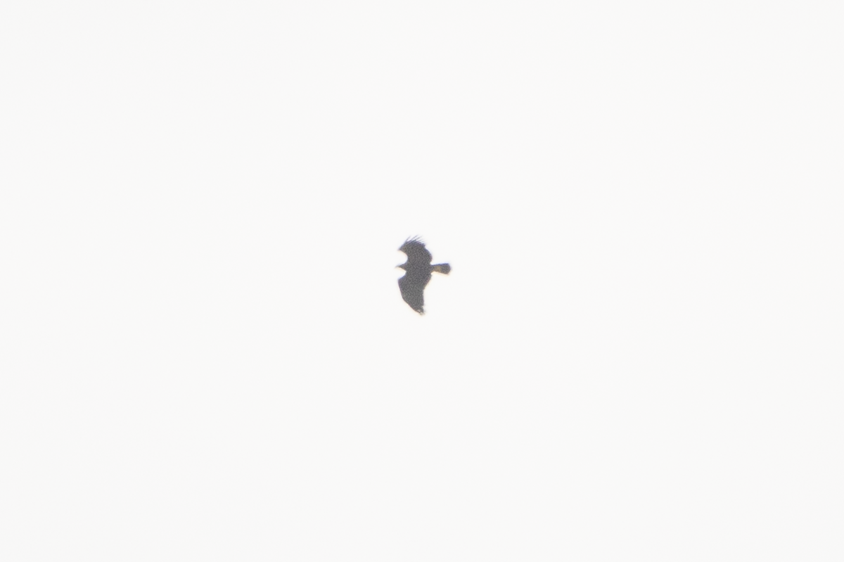 Clanga ou Aquila sp. - ML637689104