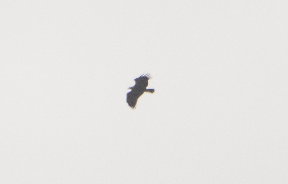 Clanga ou Aquila sp. - ML637689105