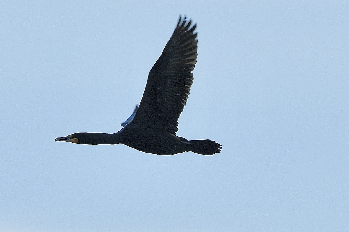 Cormoran à aigrettes - ML637689107