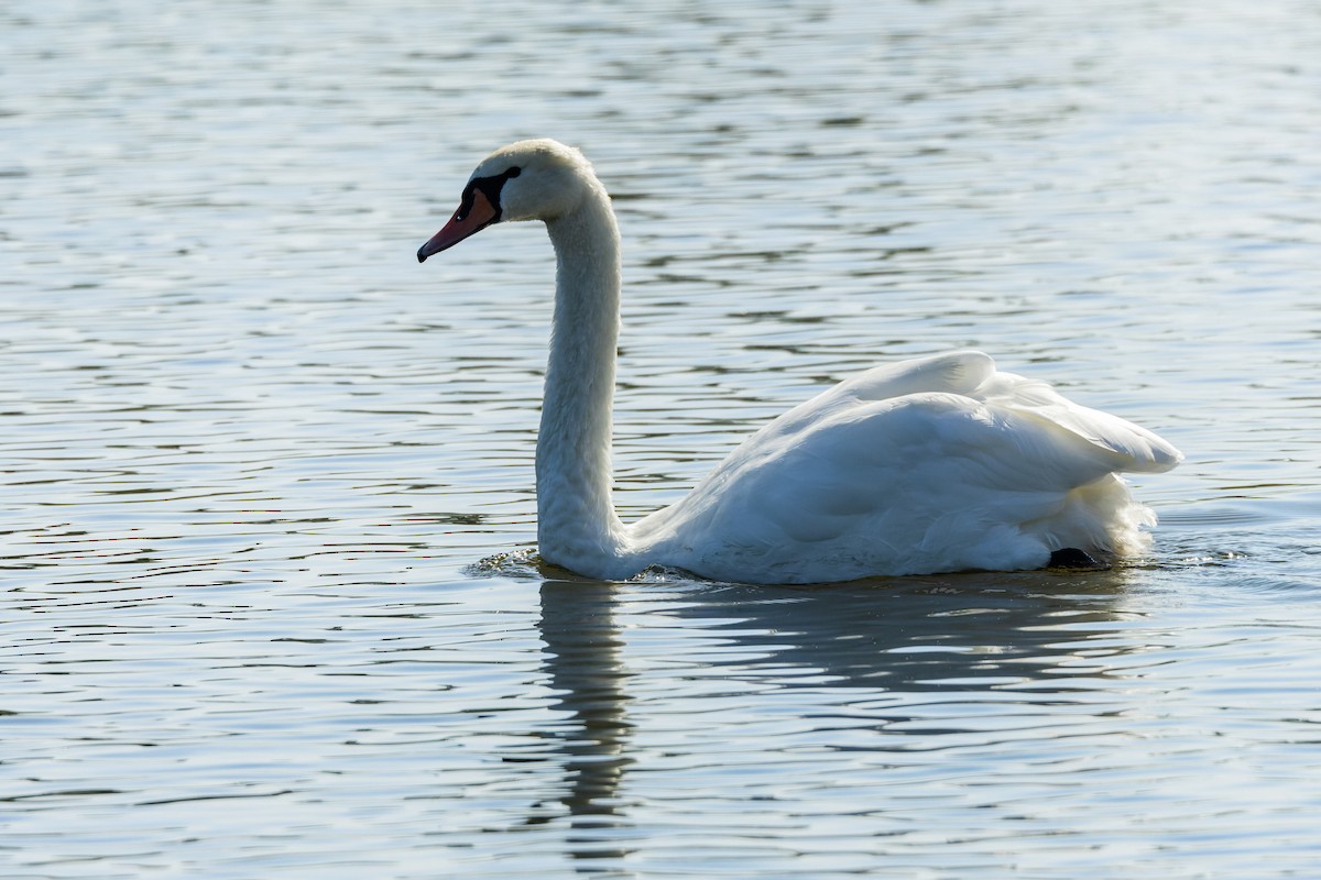 Cygne tuberculé - ML637689108