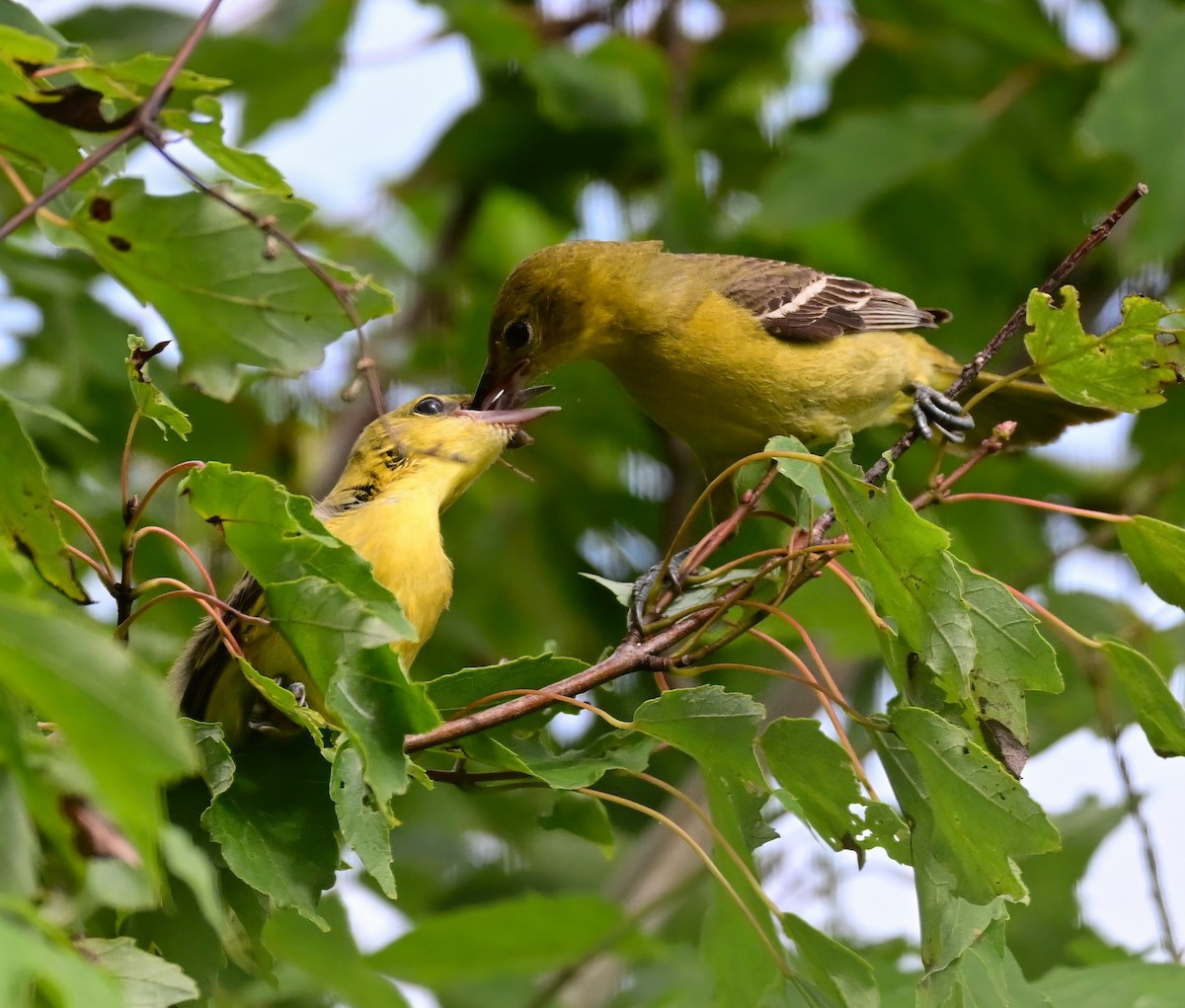 Oriole des vergers - ML637689111