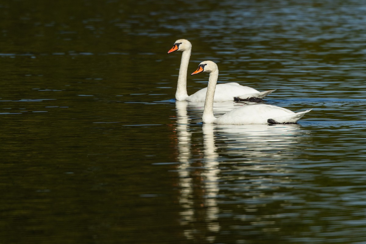 Cygne tuberculé - ML637689115