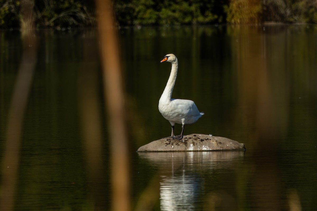 Cygne tuberculé - ML637689117