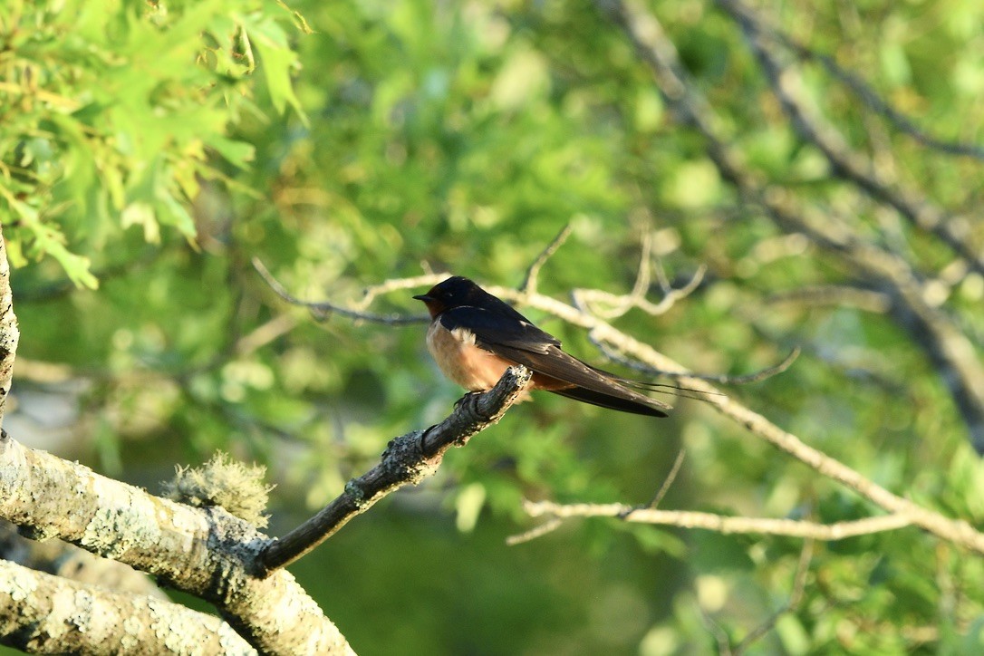 Hirondelle rustique - ML637689125