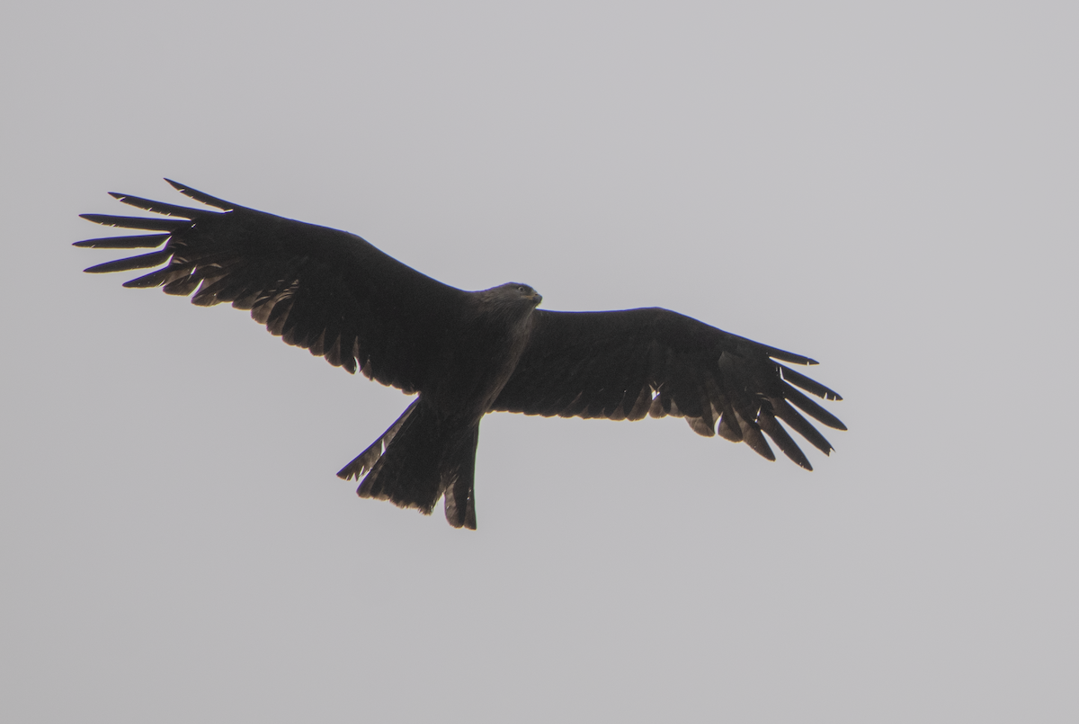 Black Kite - ML637689127