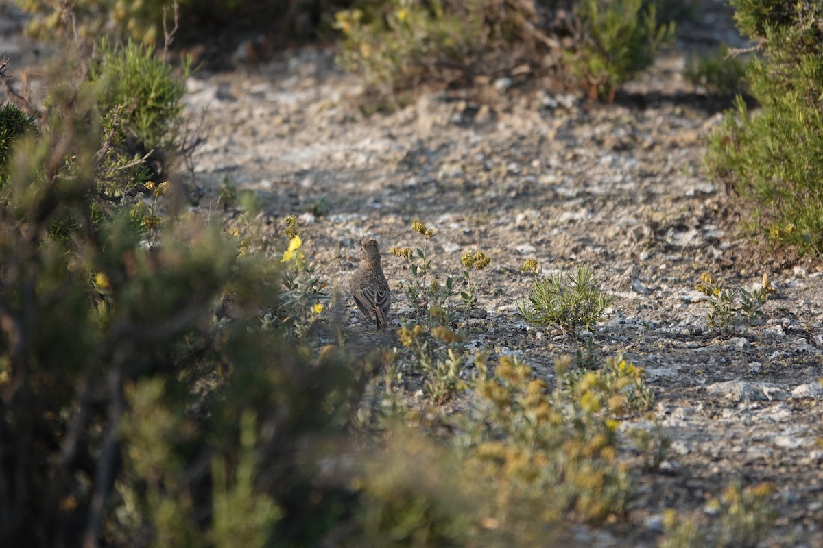 Mediterranean Short-toed Lark - ML637689167