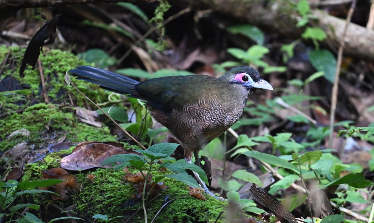 Sumatran Ground-Cuckoo - ML637689200