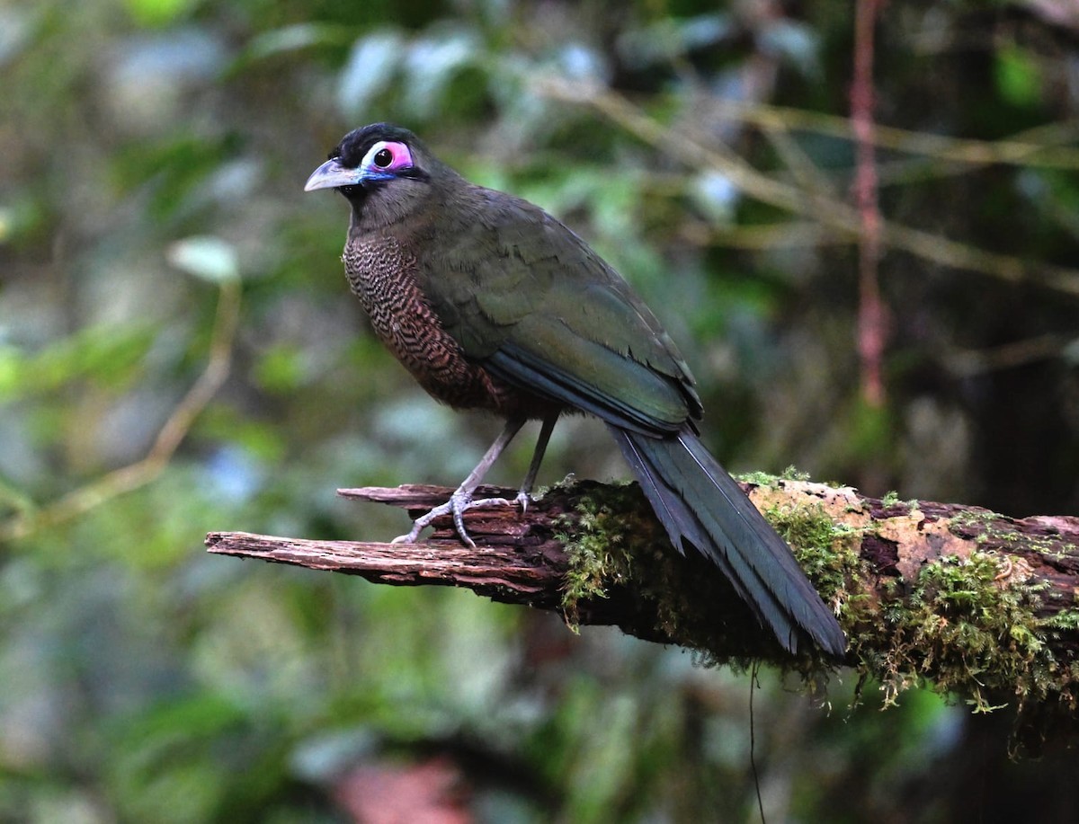 Sumatran Ground-Cuckoo - ML637689201