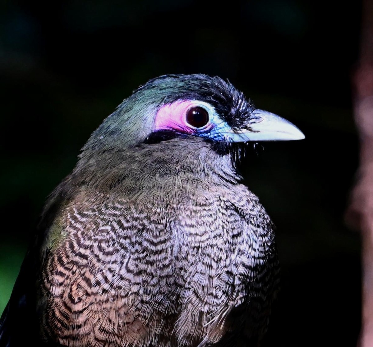 Sumatran Ground-Cuckoo - ML637689202