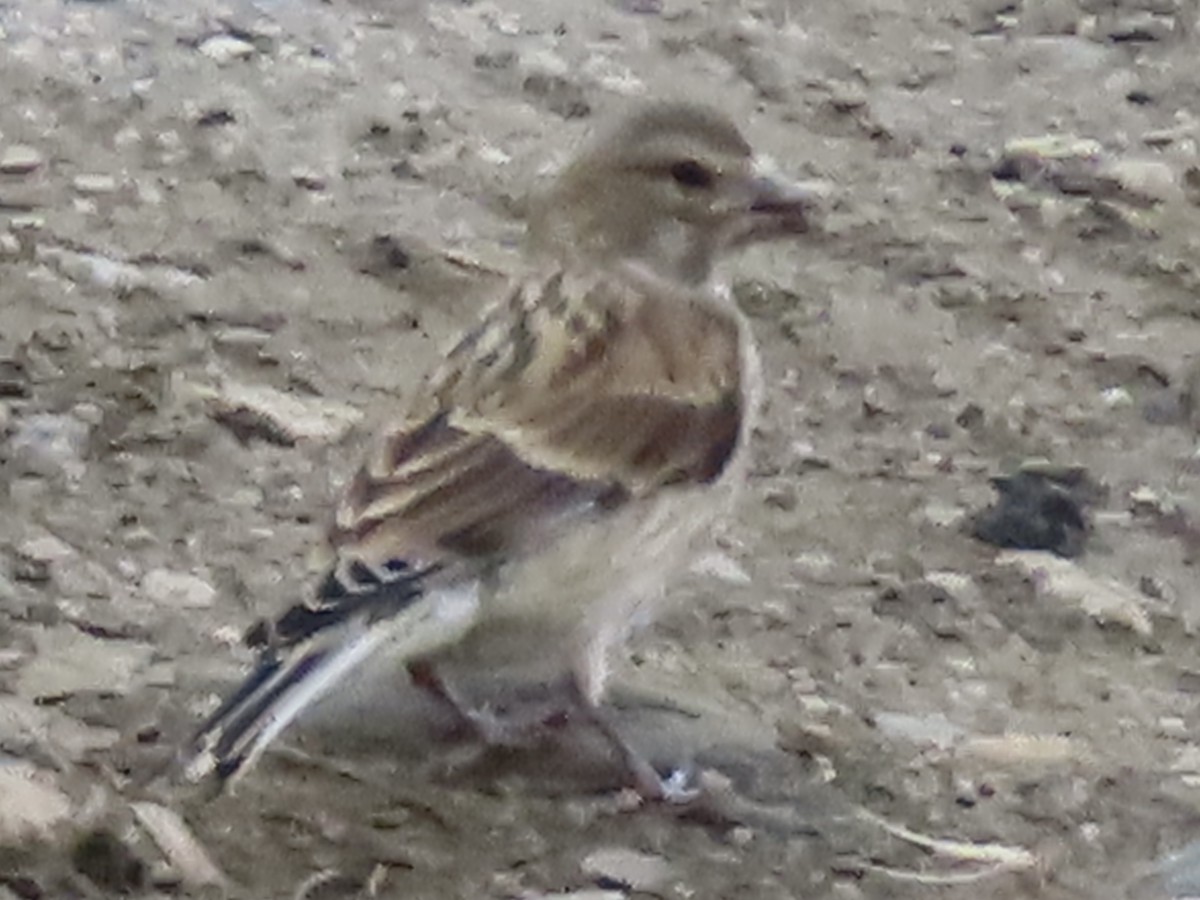 konopka obecná - ML637689222