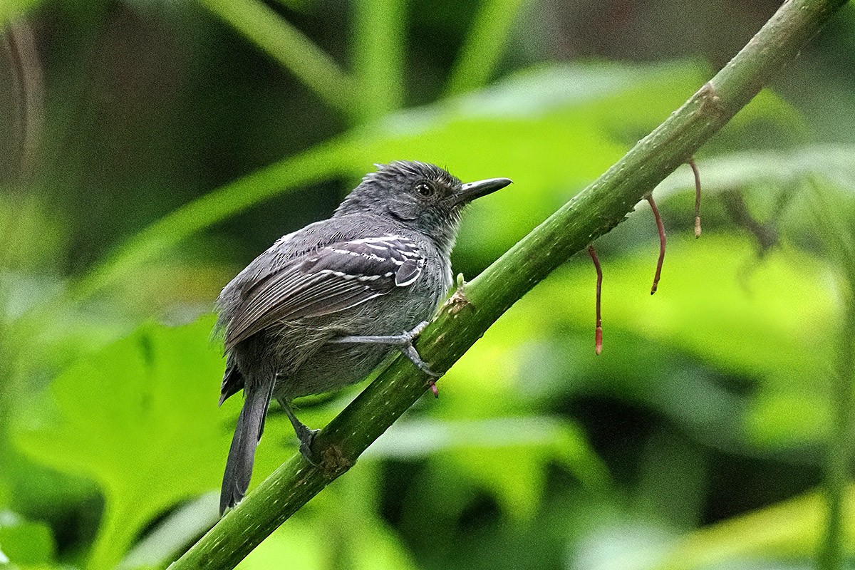 Dusky Antbird - ML637689280