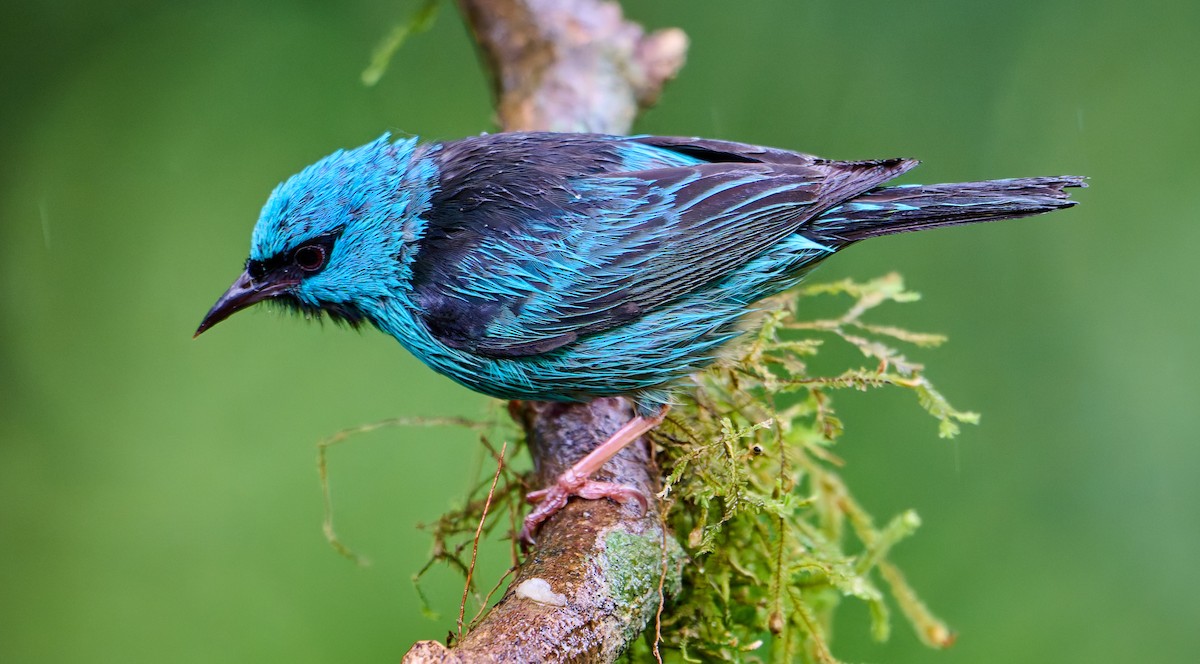 Blue Dacnis - ML637689282