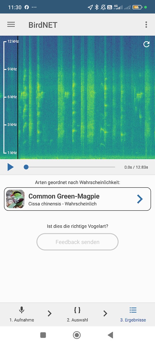 Common Green-Magpie - ML637689327