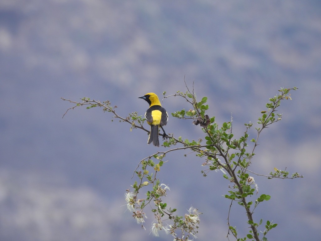 White-edged Oriole - ML637689328
