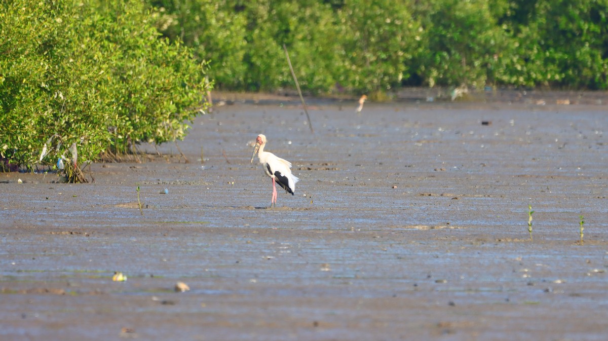 Milky Stork - ML637689368