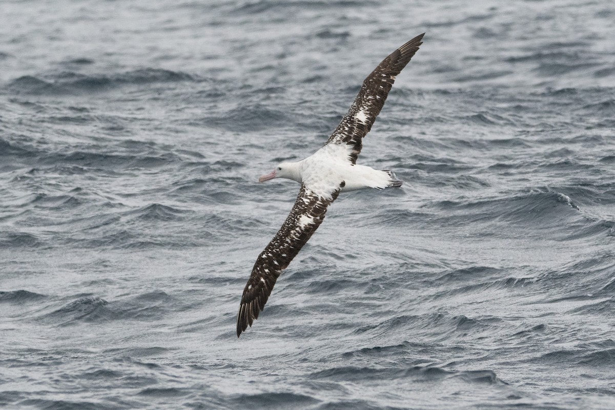 Snowy Albatross - ML637689391