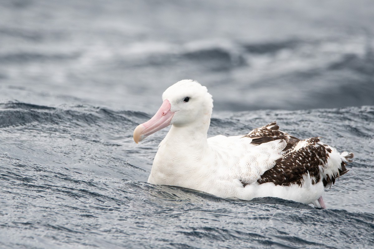 Snowy Albatross - ML637689392