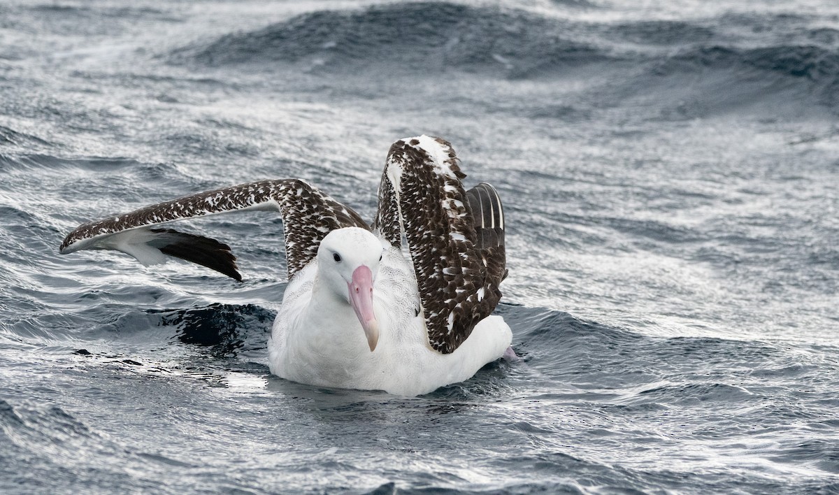 Snowy Albatross - ML637689393