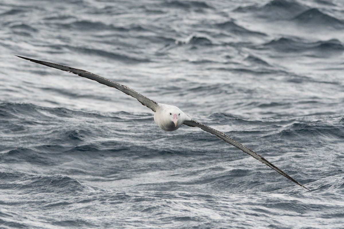 Snowy Albatross - ML637689394