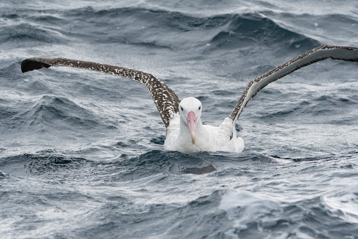 Snowy Albatross - ML637689395