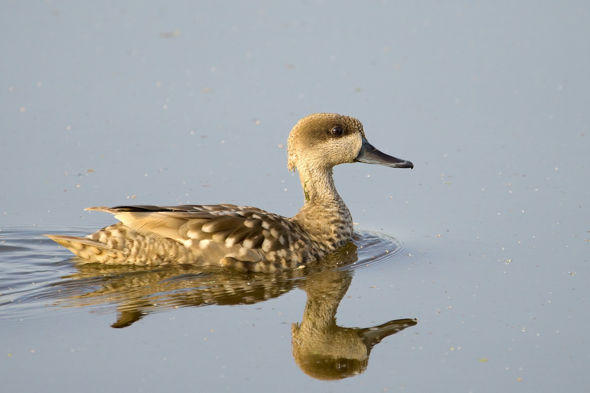 Marbled Duck - ML637689435