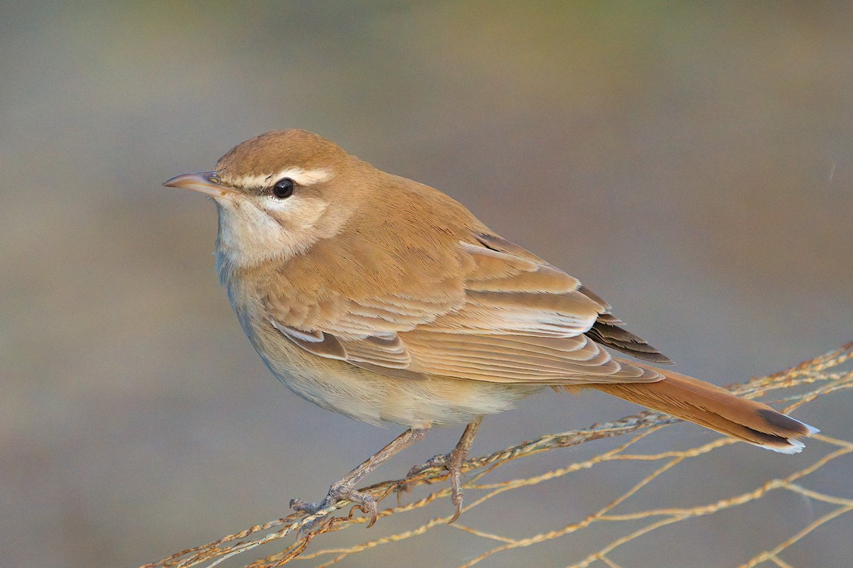 Rufous-tailed Scrub-Robin - ML637689503