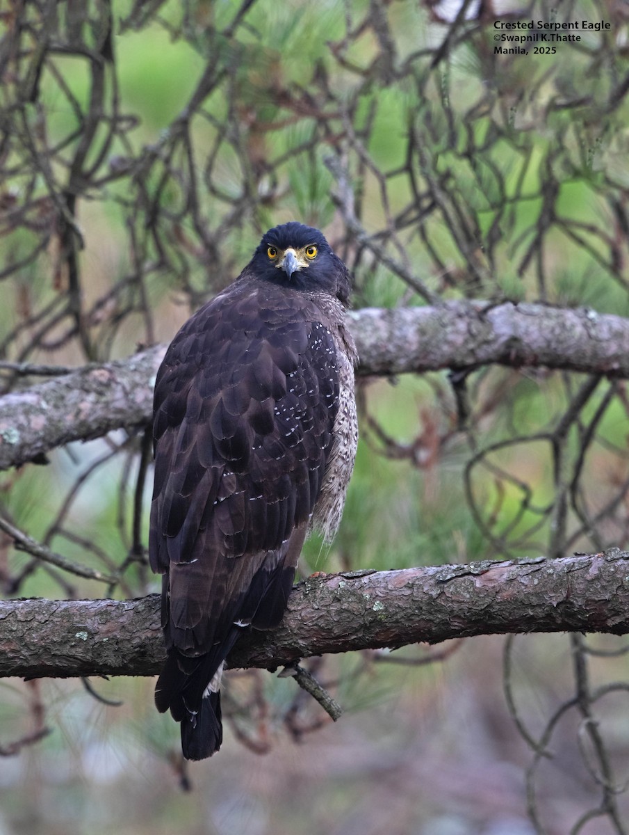 Crested Serpent-Eagle - ML637689522
