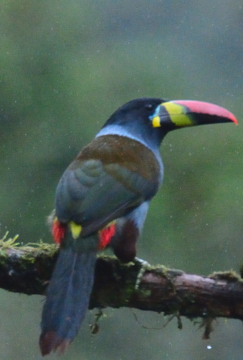 Gray-breasted Mountain-Toucan - ML637689523