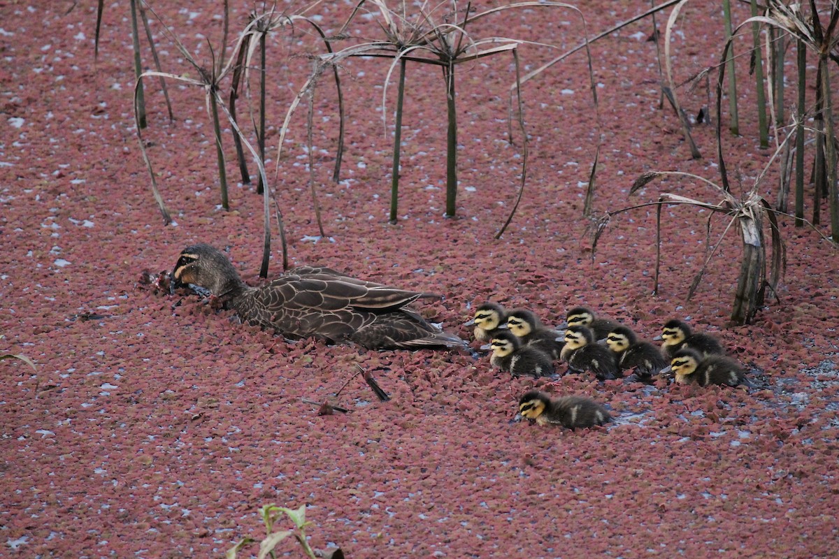 kachna pruhohlavá - ML637689531