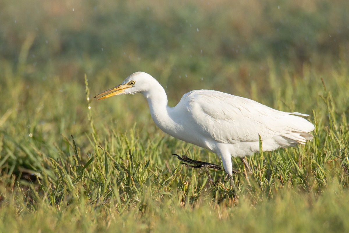Western Cattle-Egret - ML637689594