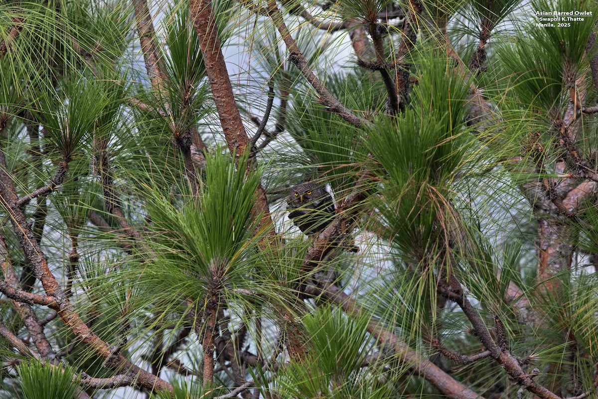 Asian Barred Owlet - ML637689602