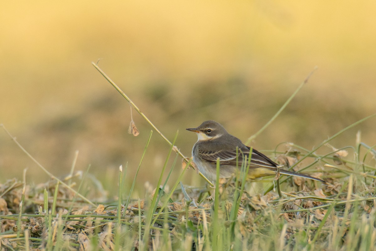 Gray Wagtail - ML637689632