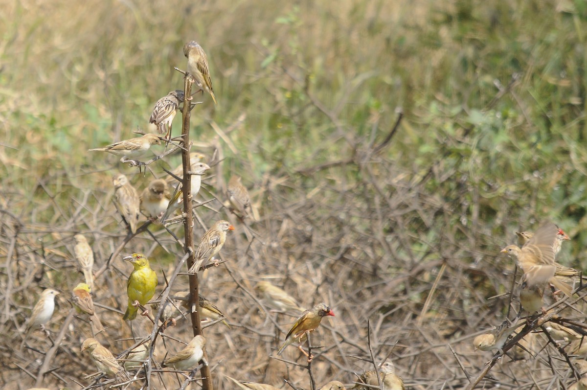 Red-billed Quelea - ML637689646