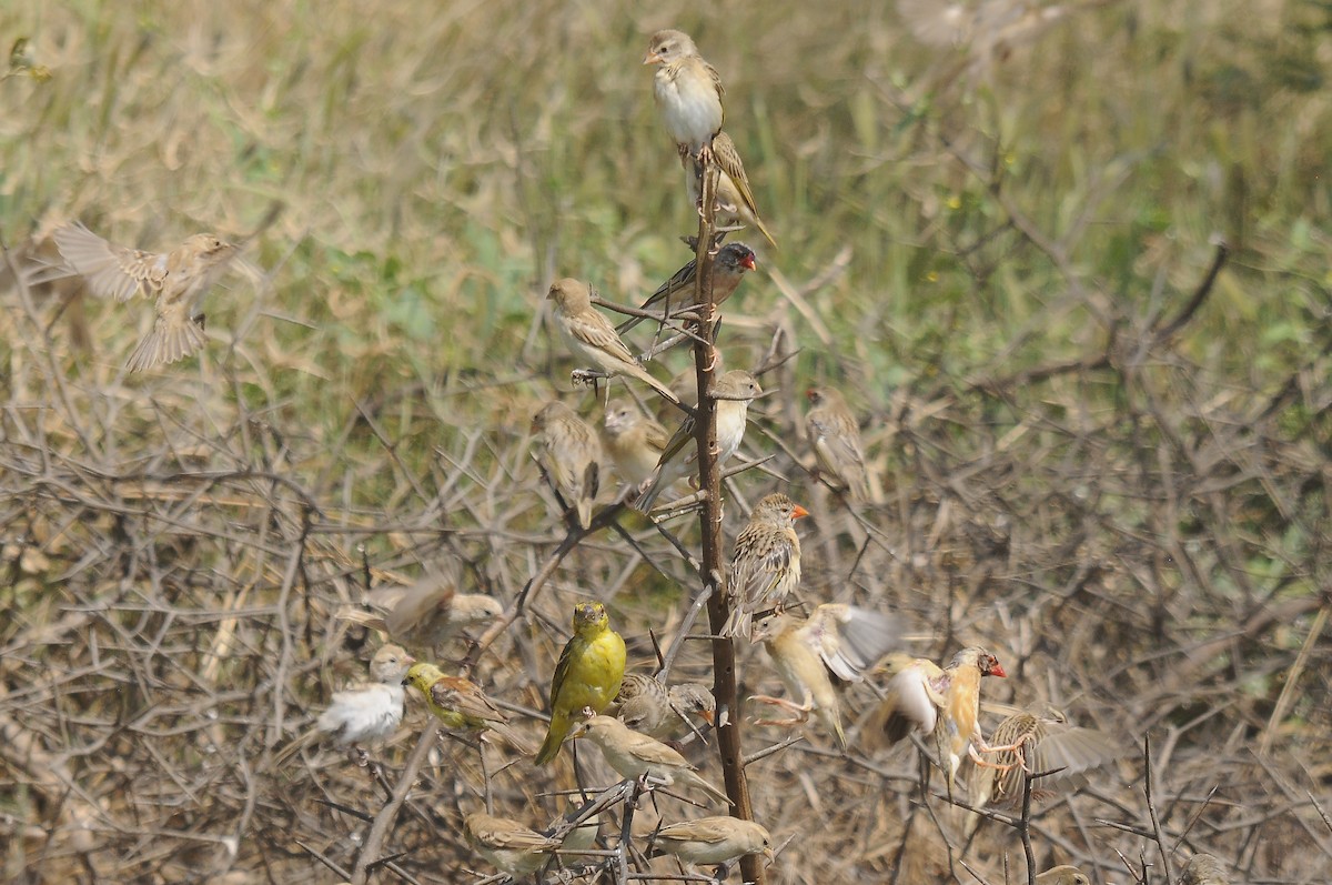 Red-billed Quelea - ML637689647