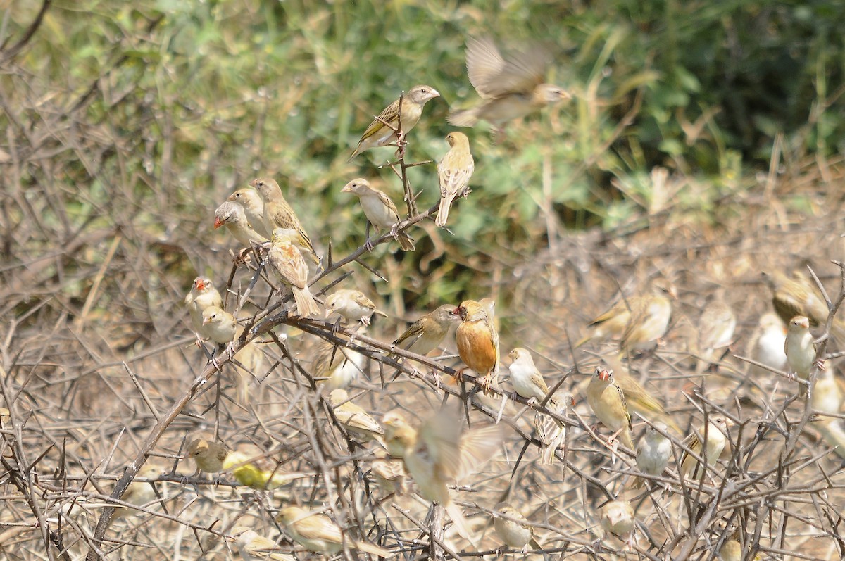 Red-billed Quelea - ML637689648