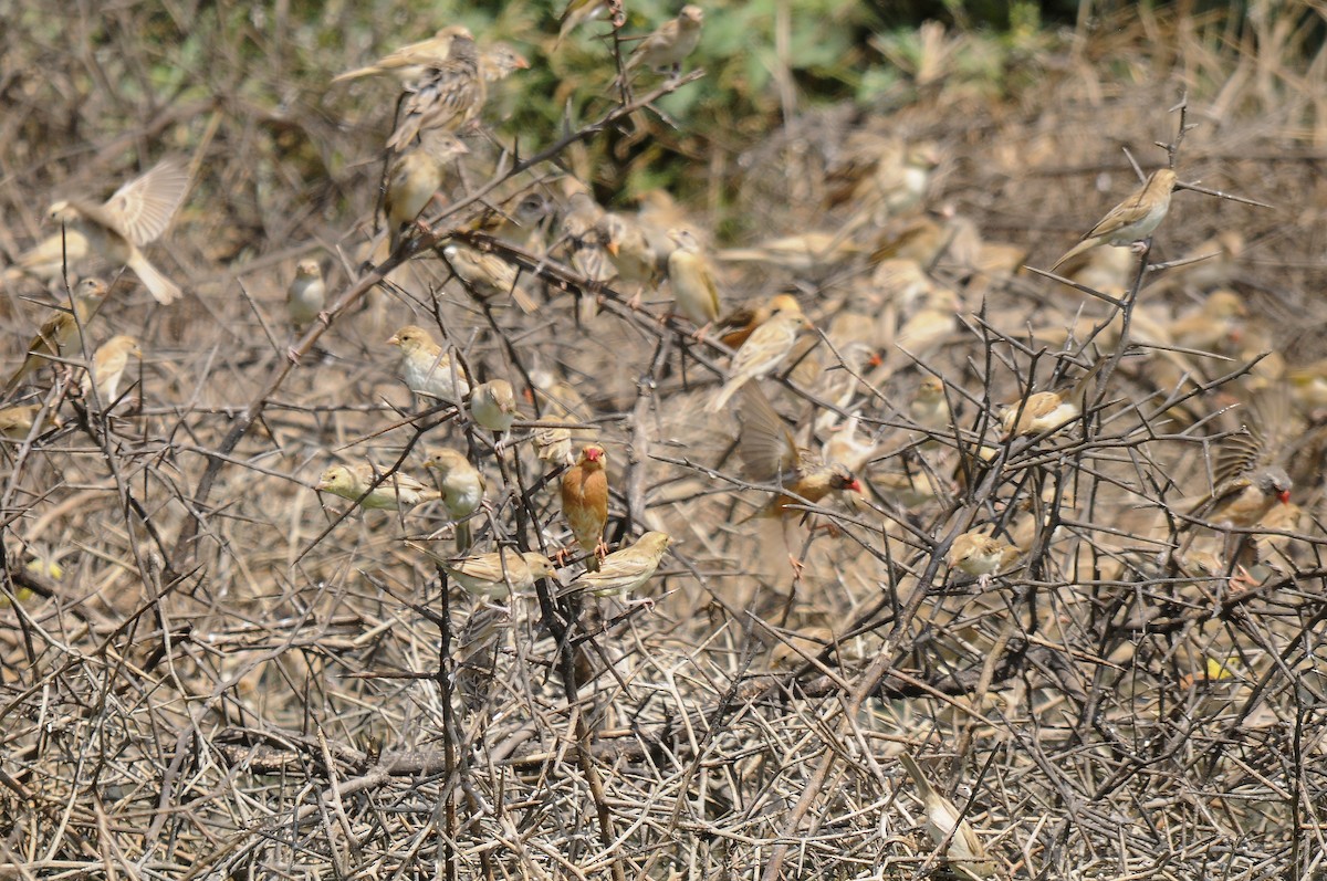 Red-billed Quelea - ML637689652