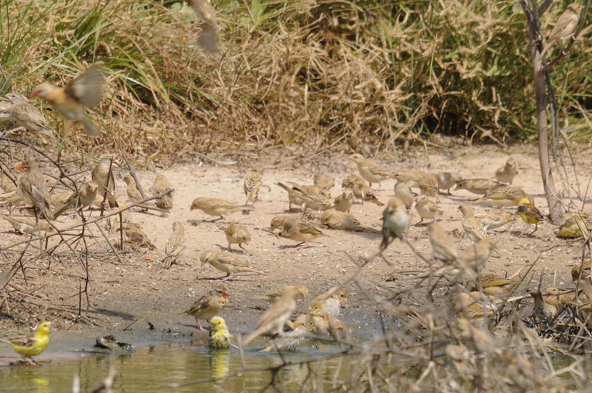 Red-billed Quelea - ML637689653