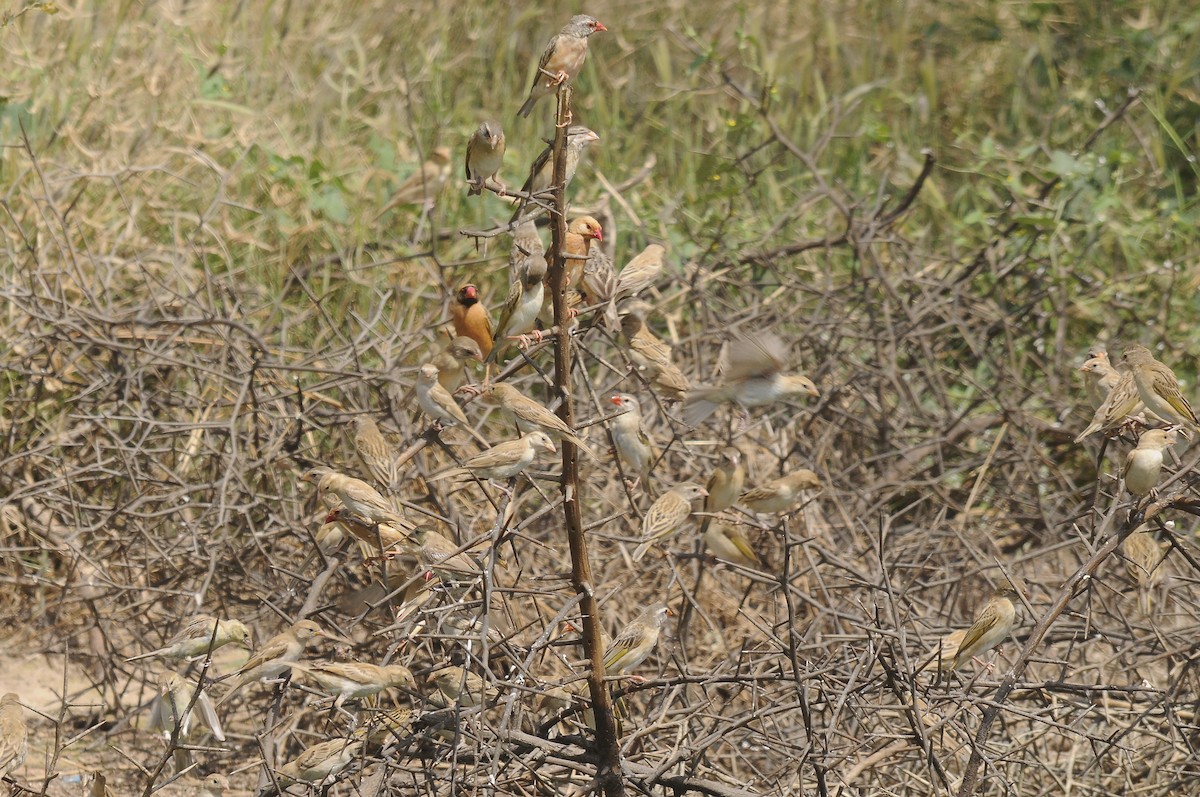 Red-billed Quelea - ML637689654