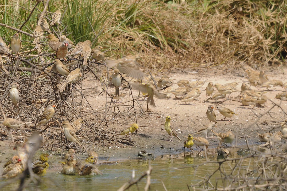 Red-billed Quelea - ML637689656