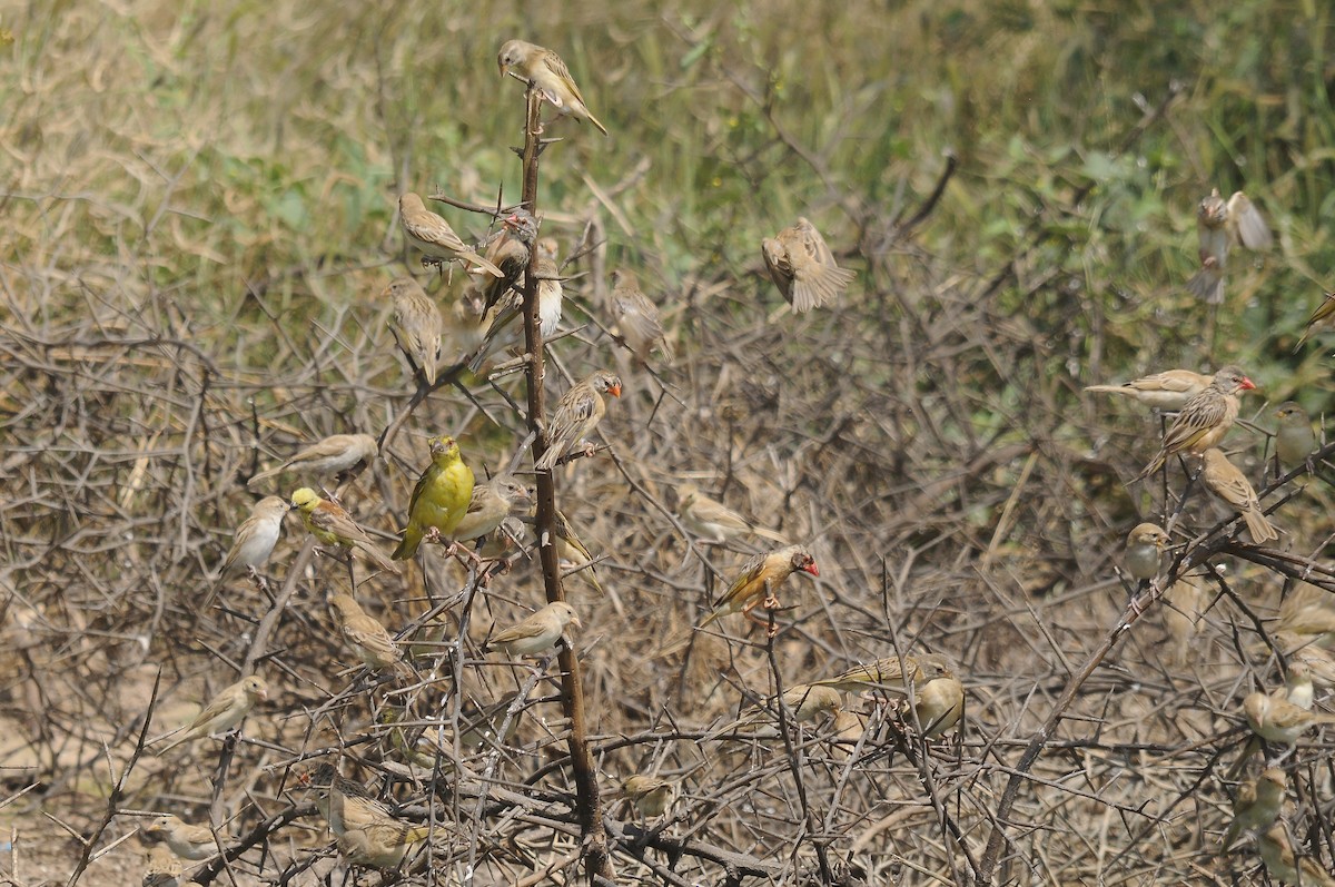 Red-billed Quelea - ML637689657