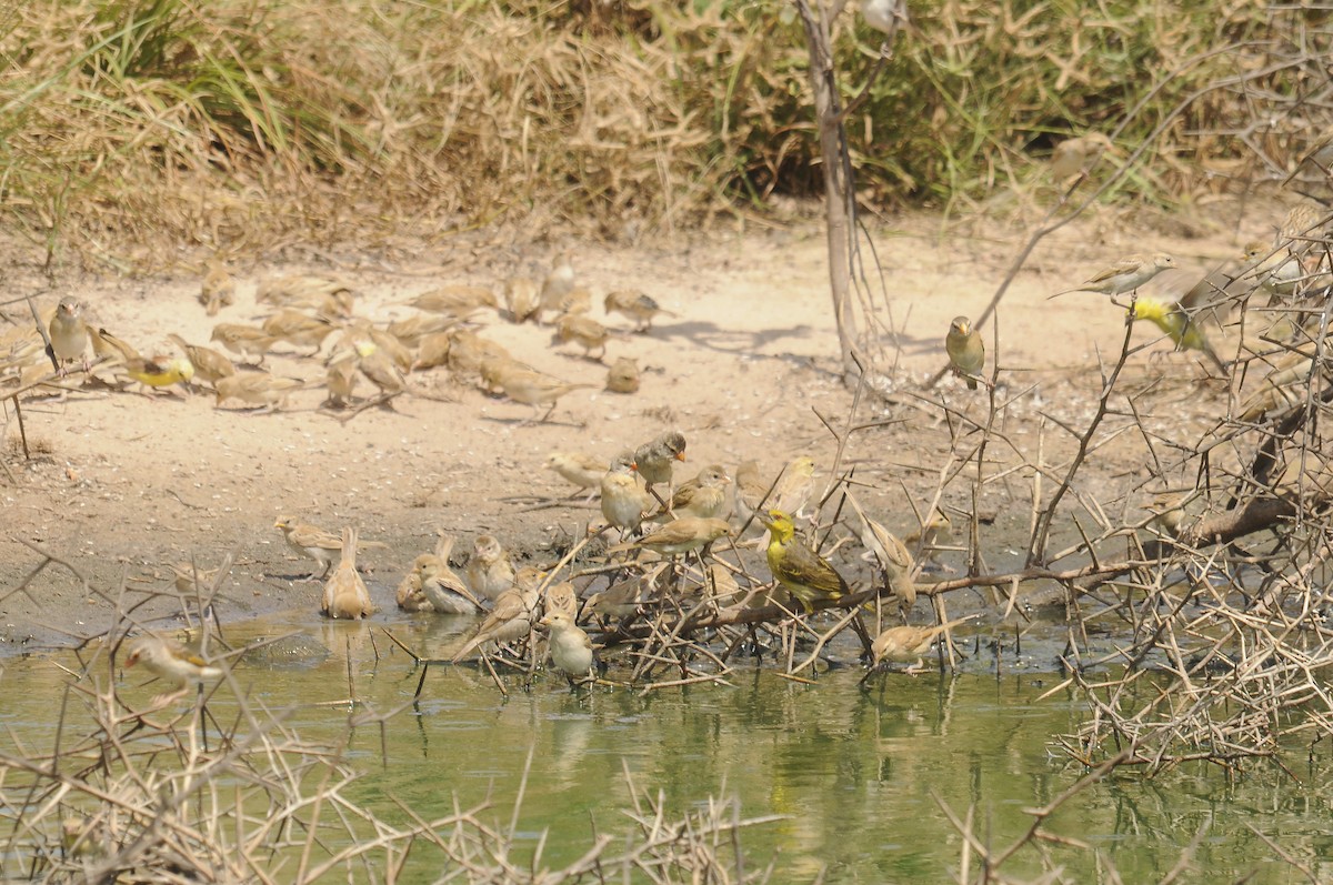 Red-billed Quelea - ML637689658