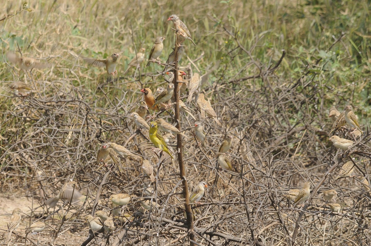 Red-billed Quelea - ML637689659