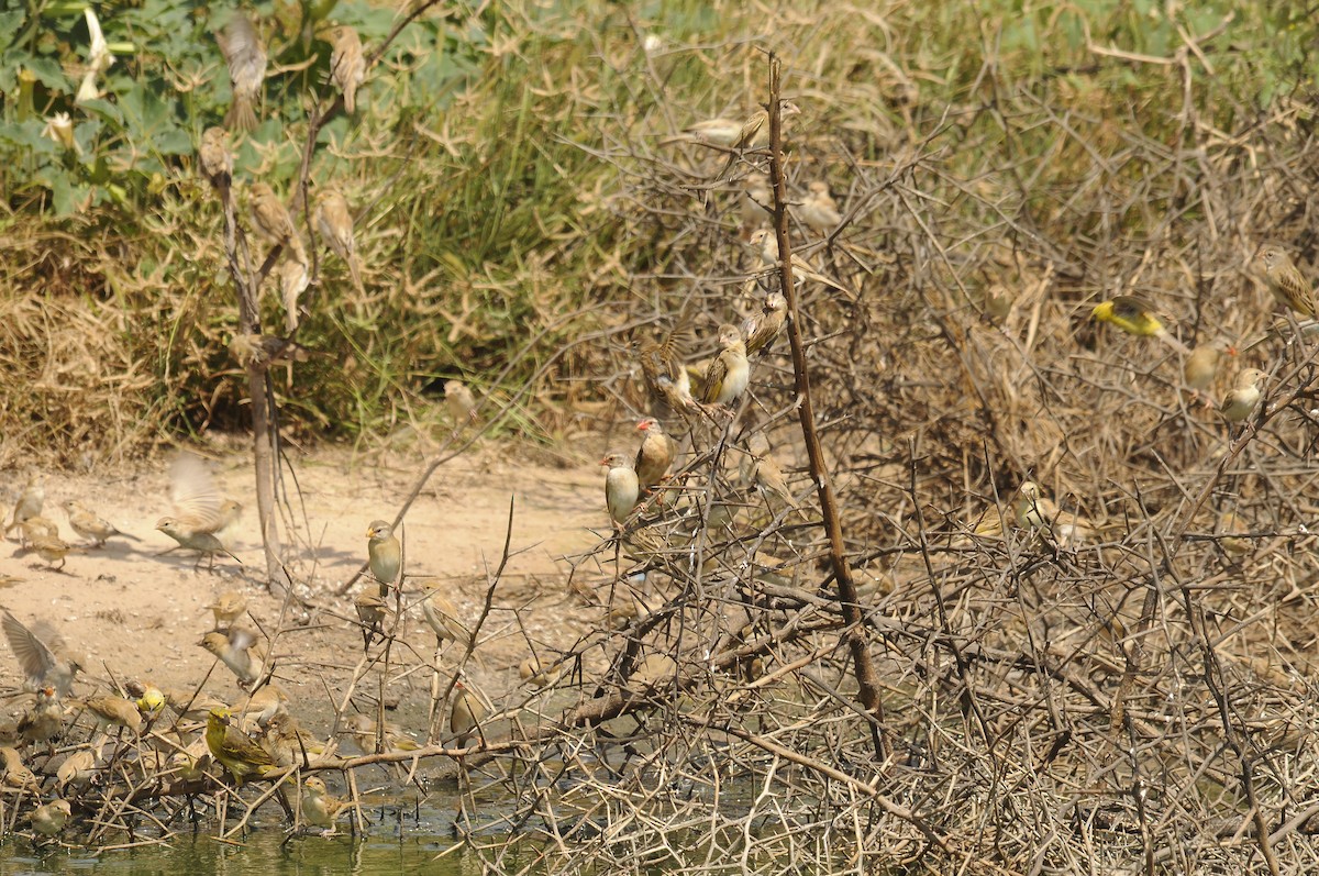 Red-billed Quelea - ML637689660