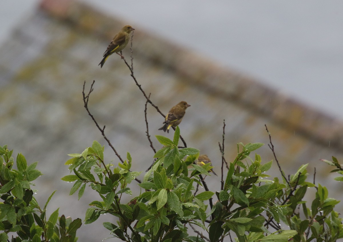 European Greenfinch - ML637689661