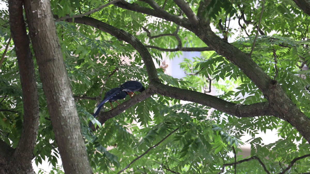 Taiwan Blue-Magpie - ML637689663