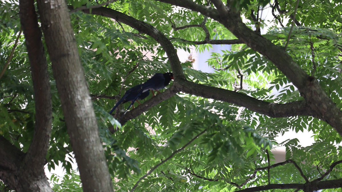 Taiwan Blue-Magpie - ML637689664