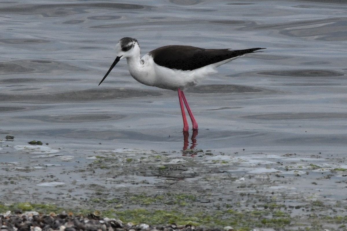 Black-winged Stilt - ML637689666