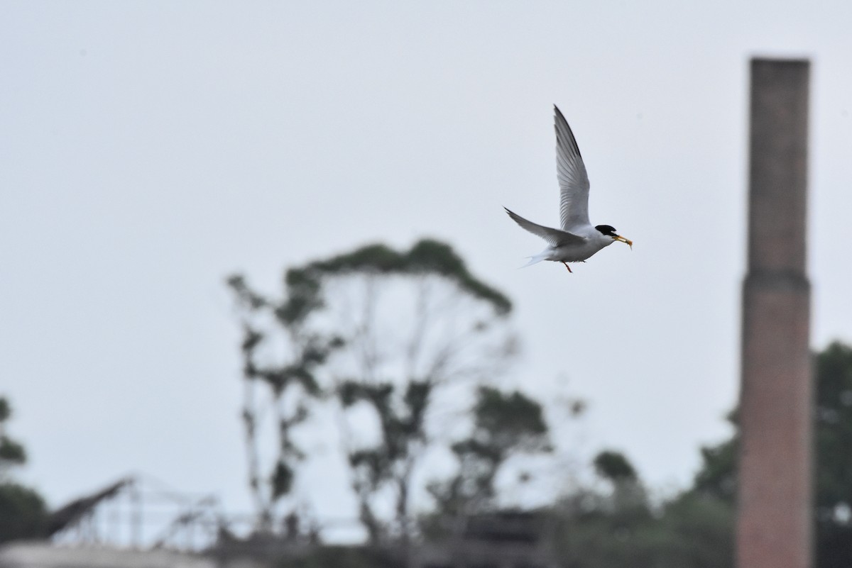 Little Tern - ML637689669