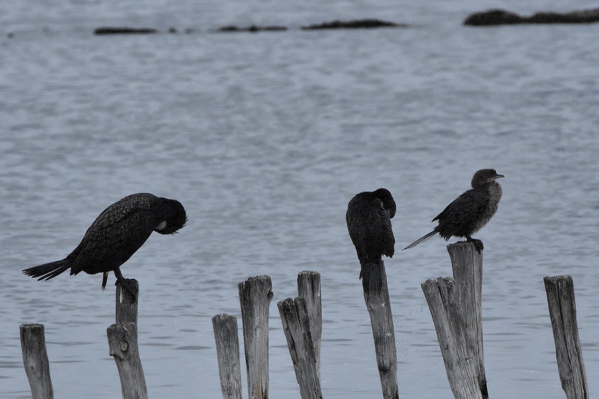 Pygmy Cormorant - ML637689673
